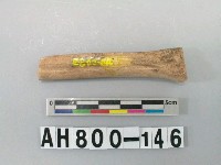藏品(獸骨殘骸)的圖片